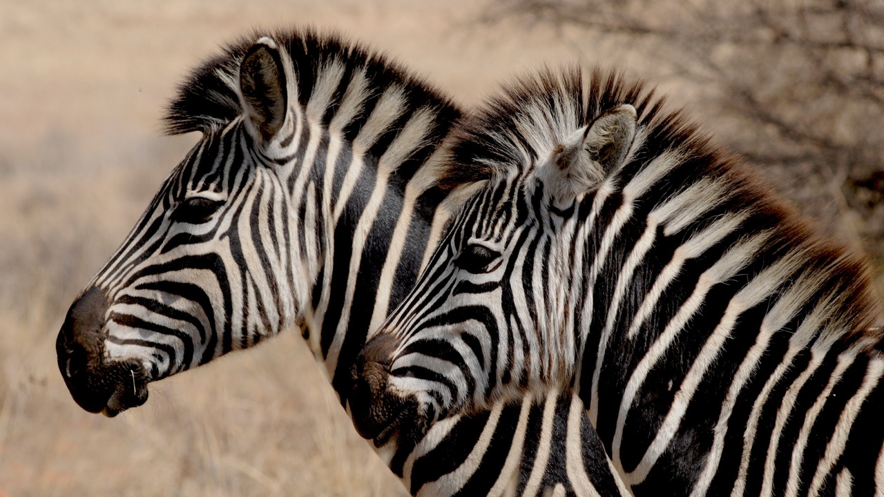 zebra-wild-animal-africa-stripes